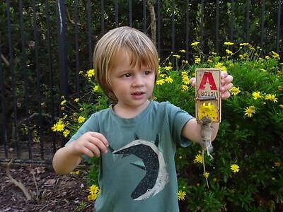 Baltimore rodent trapping