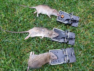 rodent trapping
