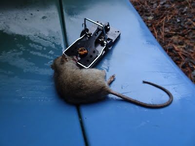 rodent trapping